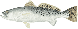 Fishing  Spotted  Trout on Names     Trout  Speckled Trout  Speck  Spotted Weakfish  Spotted